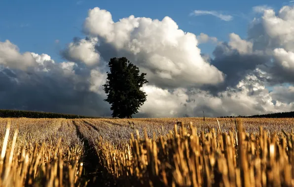 Field, trees, landscape