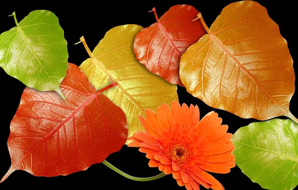 Picture autumn, flower, leaves, light, Shine, petals