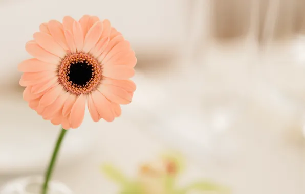 Flowers, petals, peach