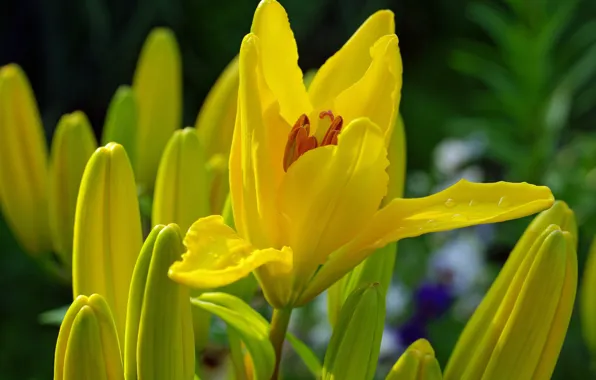Summer, drops, flowers, nature, Lily, beauty, plants, many