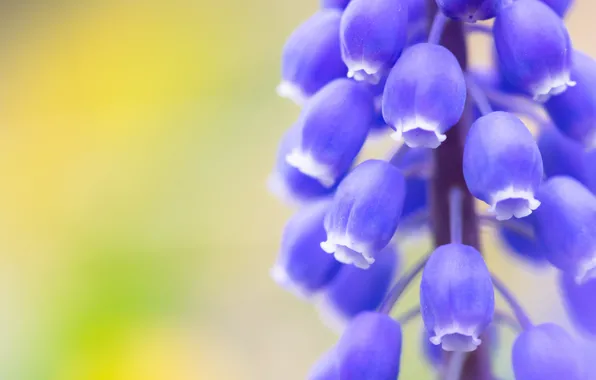 Macro, bells, Muscari, hyacinth, ultramarine