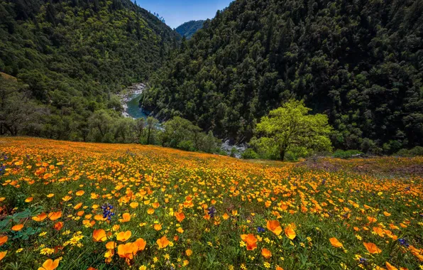 Flowers, mountains, river, Maki, meadow, CA, gorge, escholzia