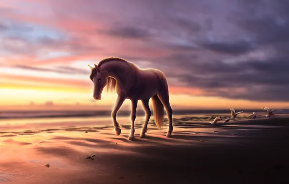 Horse, seagulls, gills, sea shore