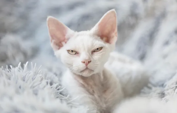 Cat, white, cat, look, pose, kitty, portrait, lies