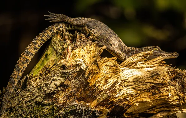 Pose, the dark background, stump, small, crocodile, cub, chips, Caiman