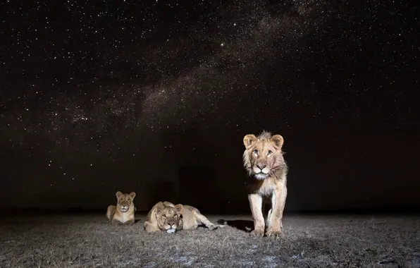 Night, nature, lions