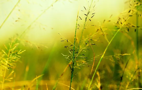 Picture macro, green, background, widescreen, Wallpaper, vegetation, plant, blur