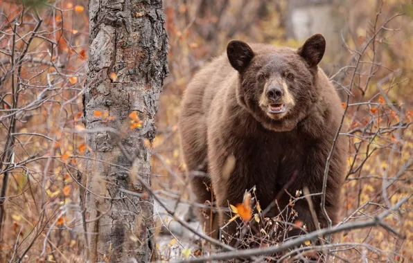 Picture autumn, forest, look, trees, branches, nature, pose, bear