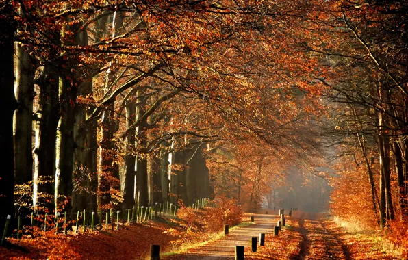 Trees, fog, morning, Autumn, track, path, autumn