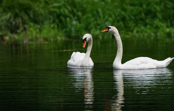 Greens, water, birds, nature, reflection, pair, Swan, swans