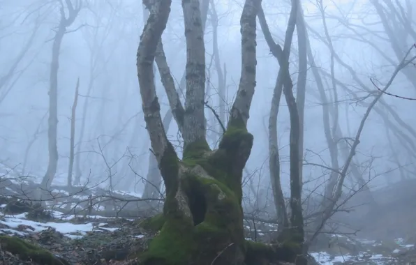 Winter, forest, snow, trees, nature, fog, Russia, Stavropol Krai