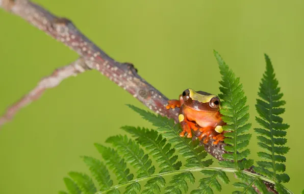 Picture leaves, nature, frog, branch