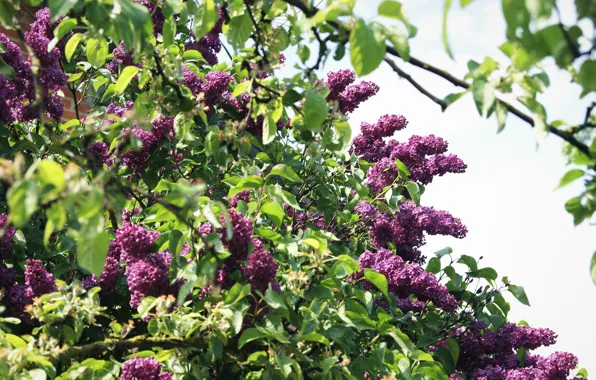 Purple, leaves, tree, lilac, tree, leaf, violet