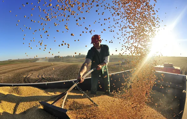 Picture corn, harvesting, machine, male, work