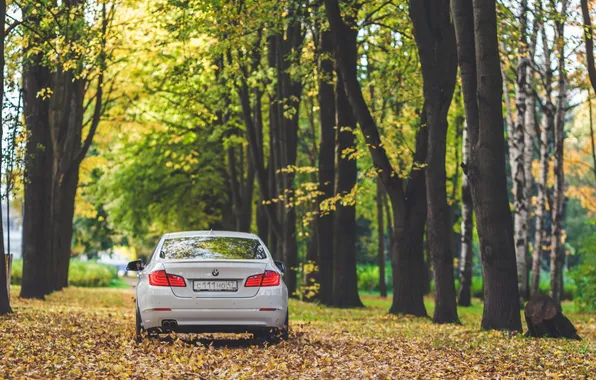 Autumn, leaves, BMW, white, 5 series, F10
