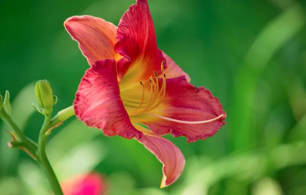 Macro, flowers, nature