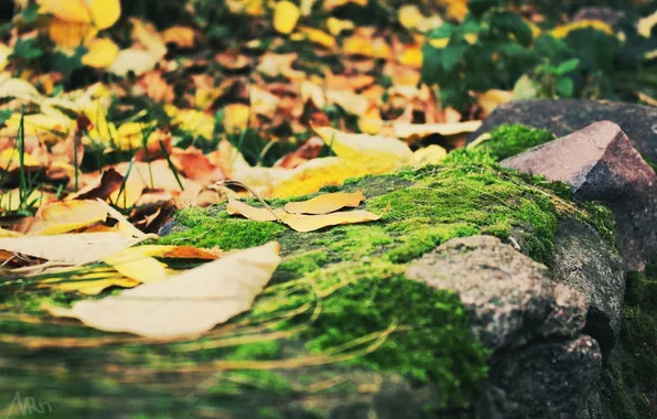 Picture autumn, foliage, stone, moss