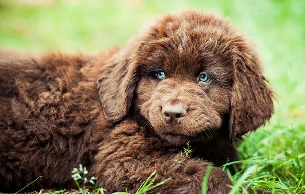 Picture hairy, puppy, lies, Newfoundland