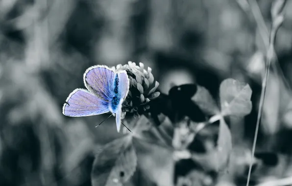 Picture flower, macro, nature, photo, Wallpaper, butterfly, plants, b/W