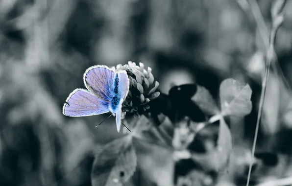 Flower, macro, nature, photo, Wallpaper, butterfly, plants, b/W