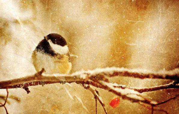 Branch, berry, tit