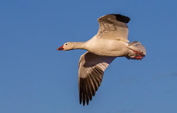 The sky, flight, bird, wings, beak, neck, white goose