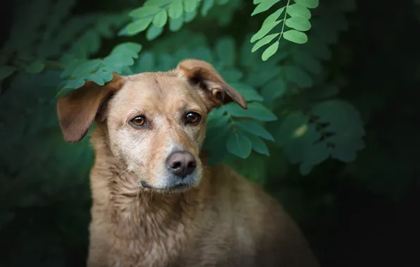 Picture greens, branches, dog, bokeh, Labrador