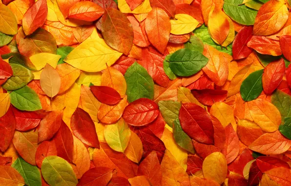 Picture leaves, yellow, red, green