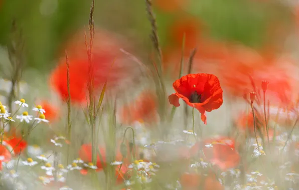 Picture summer, flowers, red, background, glade, Mac, Maki, chamomile