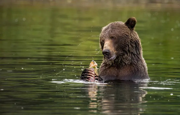 Face, squirt, nature, pose, fishing, fish, bear, bathing