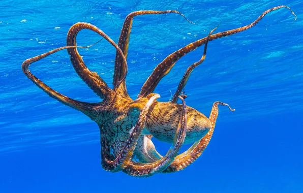 Sea, water, pose, octopus, tentacles, underwater world, under water, blue background