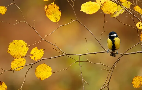 Picture autumn, branches, bird, foliage, tit