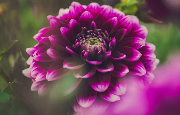 Flower, macro, pink, lilac, Dahlia, bokeh, Burgundy