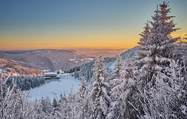 Picture winter, forest, morning