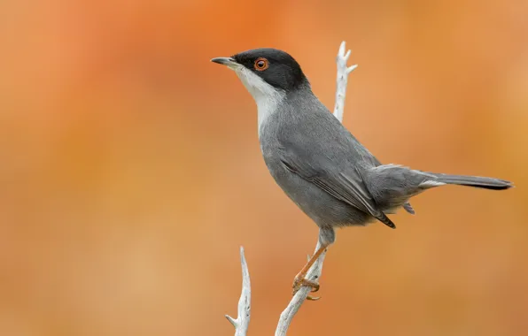 Bird, branch, bird