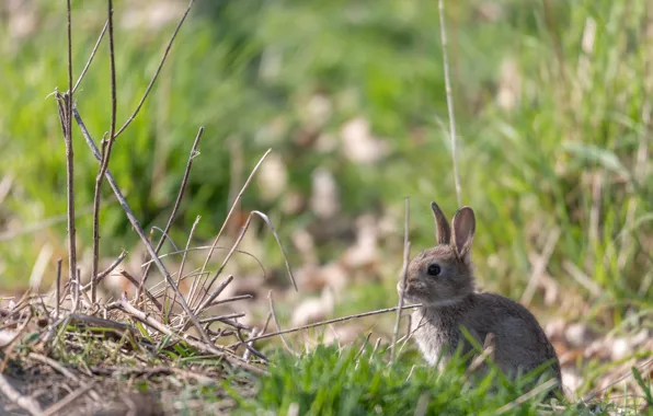 Picture grass, nature, hare, baby, Bunny, bokeh, hare