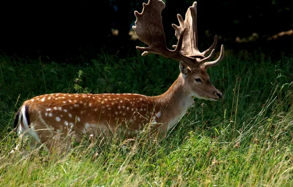 Forest, nature, red deer