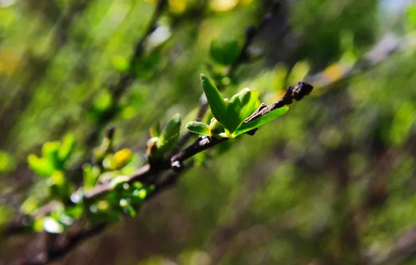 Picture greens, leaves, web, color.