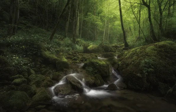 Forest, light, stream, moss, river, boulders, water flows, covert