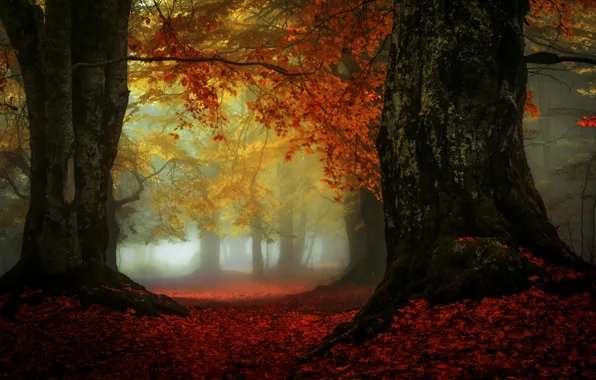 Picture autumn, trees, fog