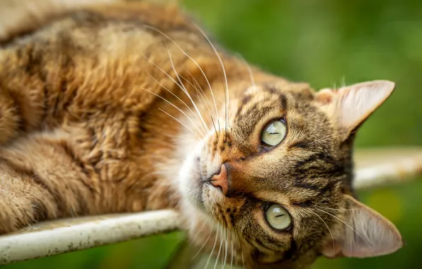 Cat, cat, grey, lies, striped, blur, green background, green eyes