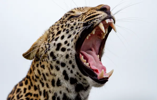 Picture Leopard, Mustache, Teeth, Mouth, Fangs, Predator, Leopard, Big cat