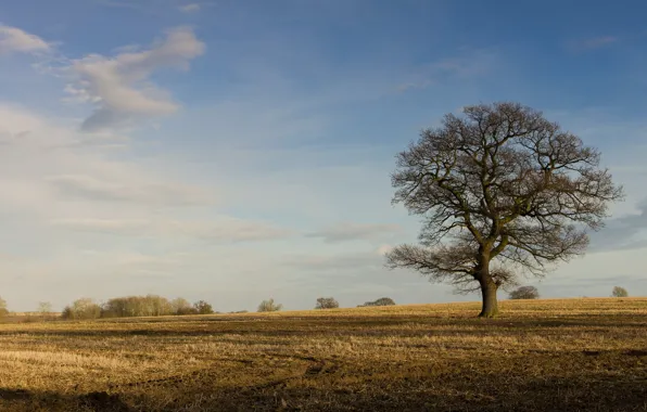 Picture field, autumn, trees