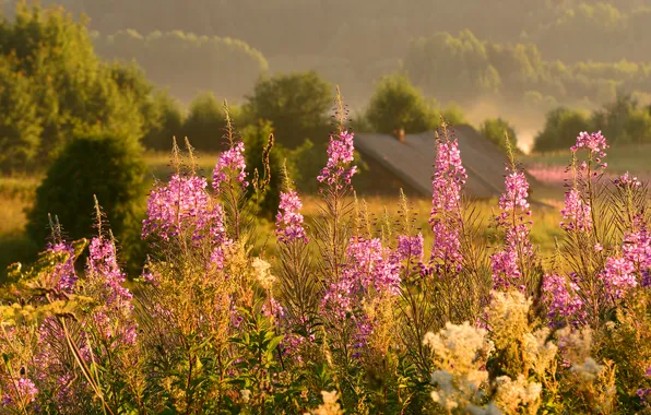 Field, summer, flowers, nature, house, ivn-tea