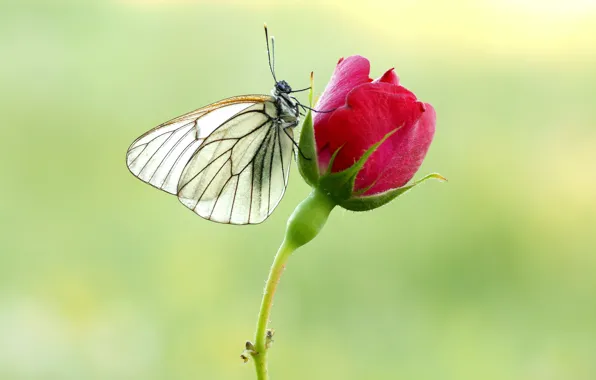 Picture butterfly, rose, belyanka