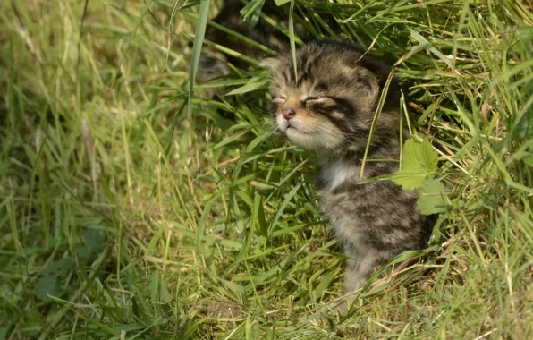 Grass, kitty, wild cat, Scottish wild cat