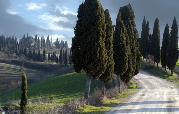 Picture landscape, Italy, Tuscany, Silent guardians