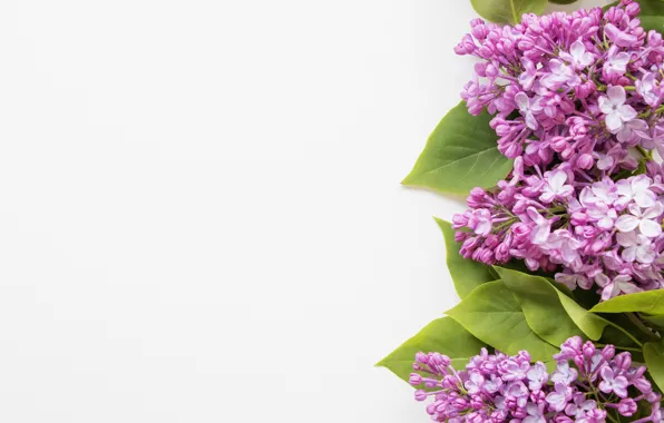 Picture flowers, spring, lilac