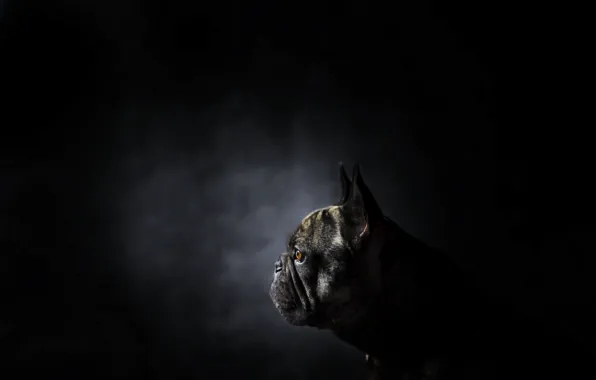 Look, background, dog
