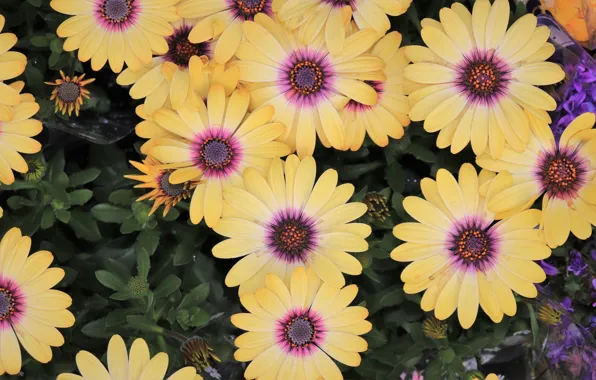Leaves, flowers, Bush, yellow, petals, garden, bells, flowerbed
